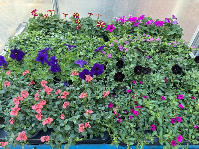 <h4>PERKPL MIXK</h4>