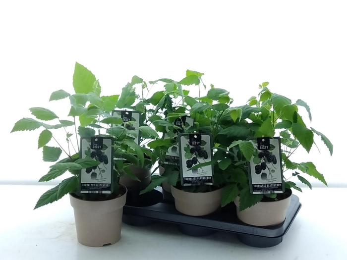 arr8 Rubus Black Satin