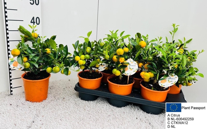 <h4>CITR MICROCARPA</h4>