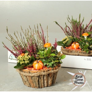 ARR TUINPLANTEN