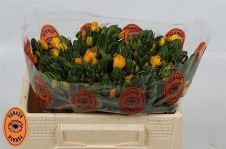 <h4>Ornit Db Yellow Asa</h4>