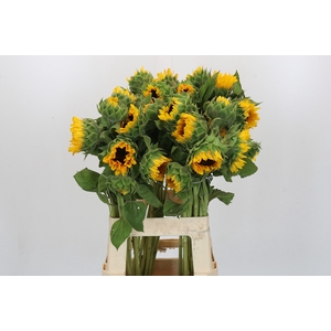 Helianthus Orange Fire