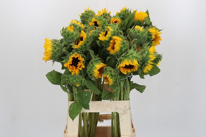 Helianthus Orange Fire