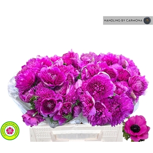 ANEM CO LEVAN FUCSIA