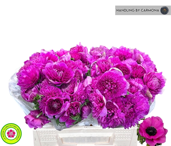 <h4>ANEM CO LEVAN FUCSIA</h4>