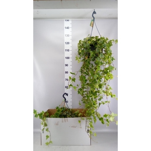 Hedera helix 'Goldchild'