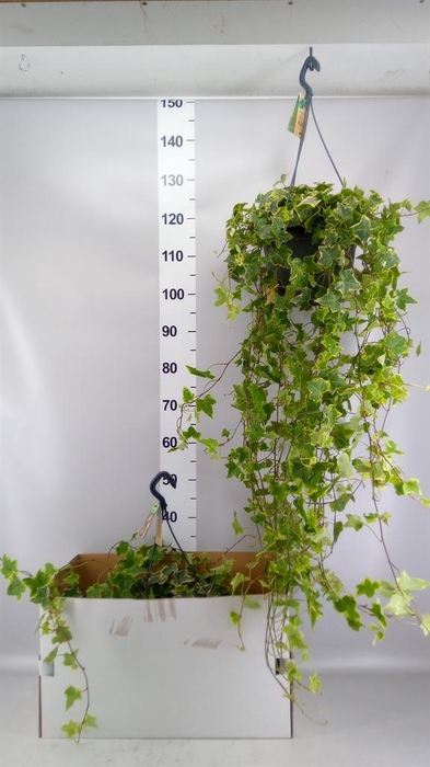 <h4>Hedera helix 'Goldchild'</h4>