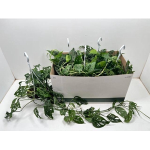 MONSTERA ADANSONII