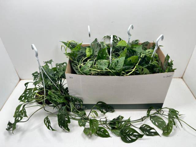 <h4>MONSTERA ADANSONII</h4>