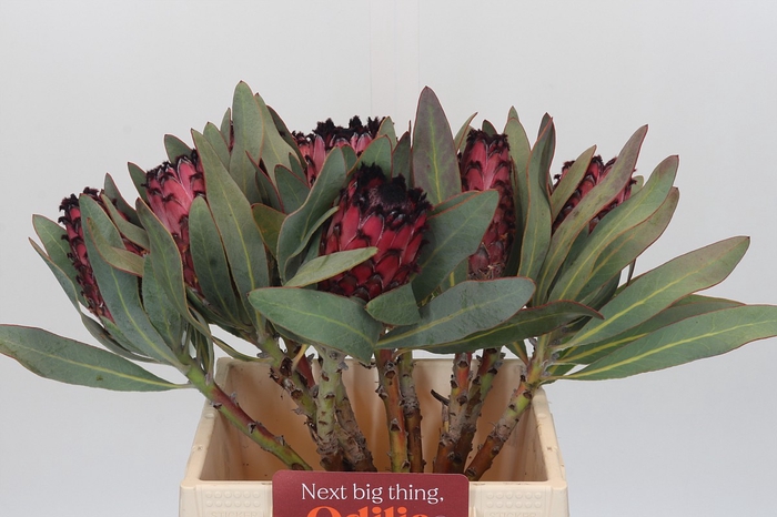 <h4>Protea Barbigera Ruby Princess Air</h4>
