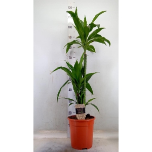 Dracaena frag. 'Janet Craig'