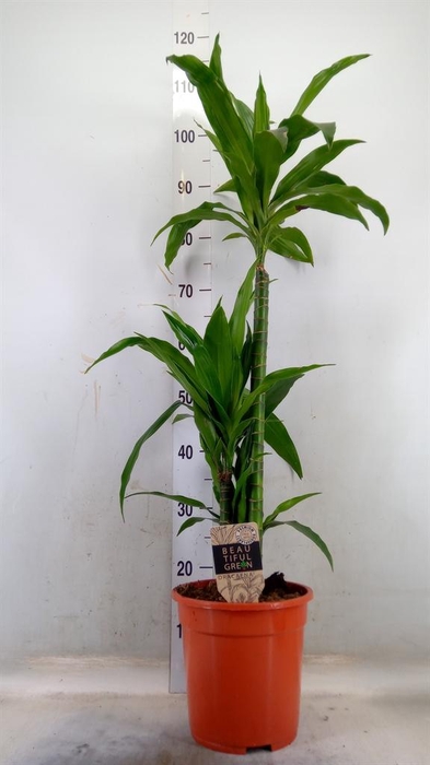 <h4>Dracaena frag. 'Janet Craig'</h4>