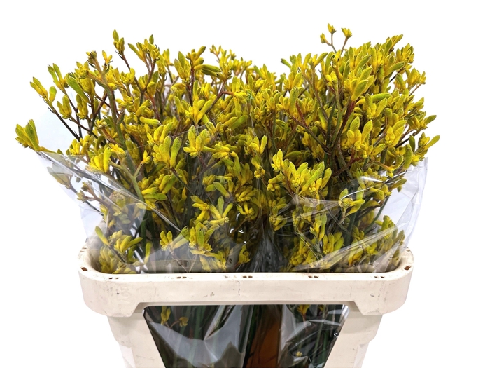 <h4>ANIGOZ SUN GOLD</h4>