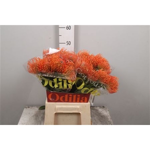 Leuco Ayoba Mandarin Zest