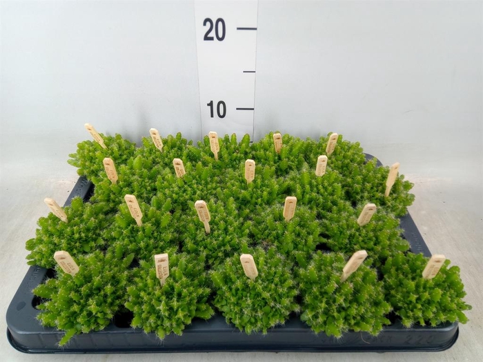 <h4>Hylocereus undatus</h4>