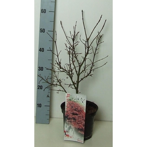 Acer palmatum 'Shaina' P19 Full CC