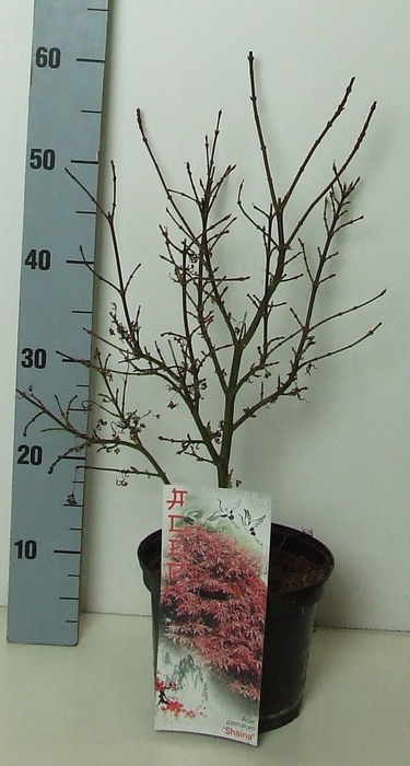 <h4>Acer palmatum 'Shaina' P19 Full CC</h4>