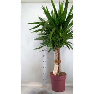 Yucca elephantipes ...