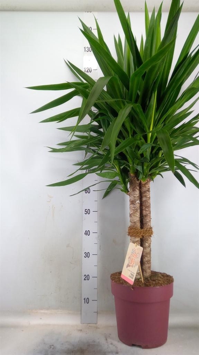 <h4>Yucca elephantipes ...</h4>