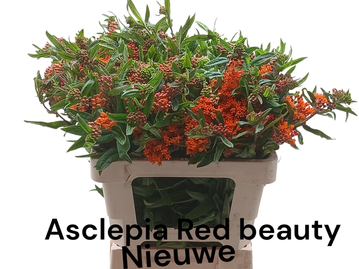 <h4>ASCL T RED BEAUTY</h4>
