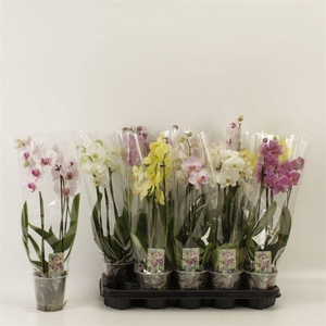 PHAL GEM
