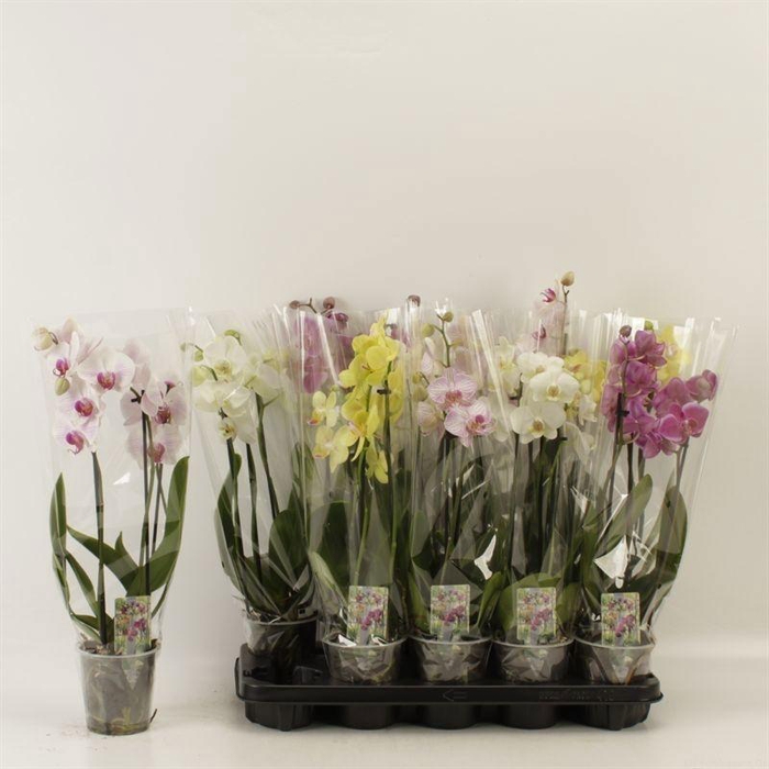 <h4>PHAL GEM</h4>