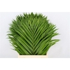 Chrysalidocarpus Leaf Xxl