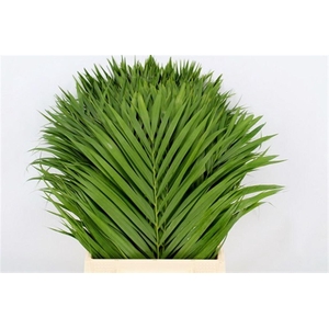 Chrysalidocarpus Lutescens