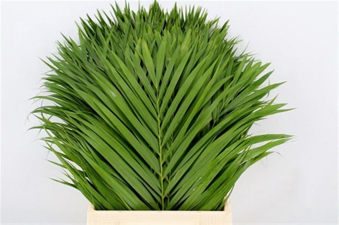 Chrysalidocarpus Lutescens