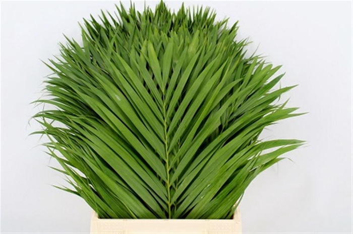 <h4>Chrysalidocarpus Lutescens</h4>