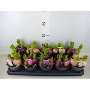 Hyacinthus orie. 'Pearl'  ...mix  3
