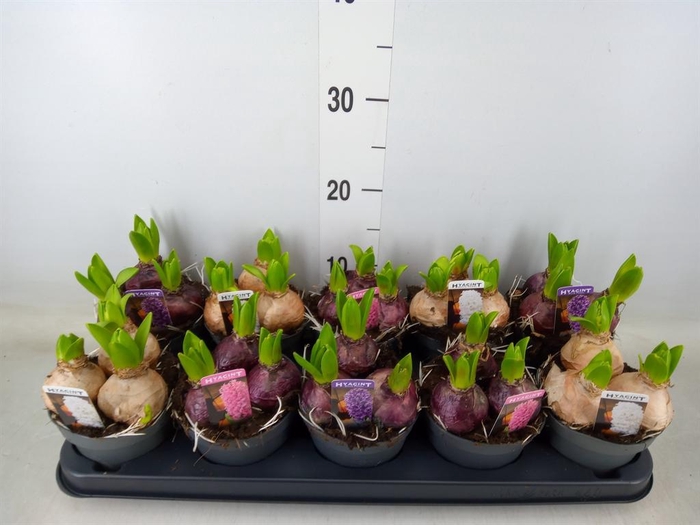 <h4>Hyacinthus orie. 'Pearl'  ...mix  3</h4>