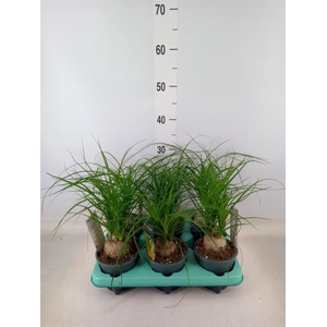 Beaucarnea recurvata