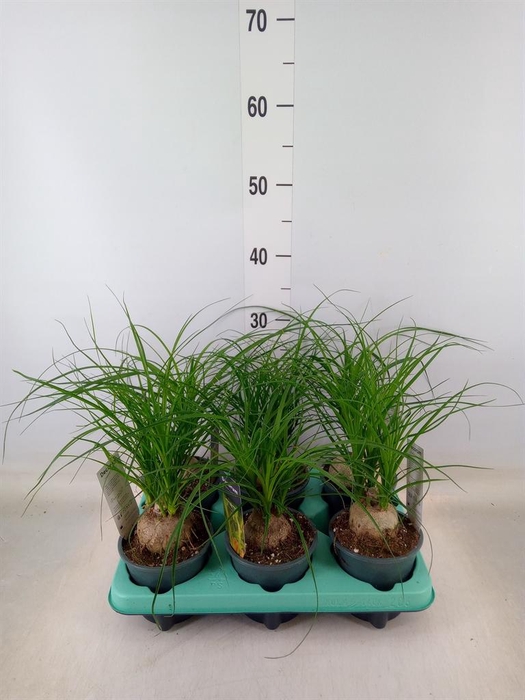 <h4>Beaucarnea recurvata</h4>