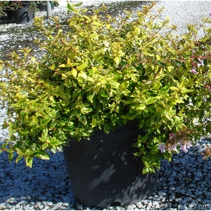 Abelia overig