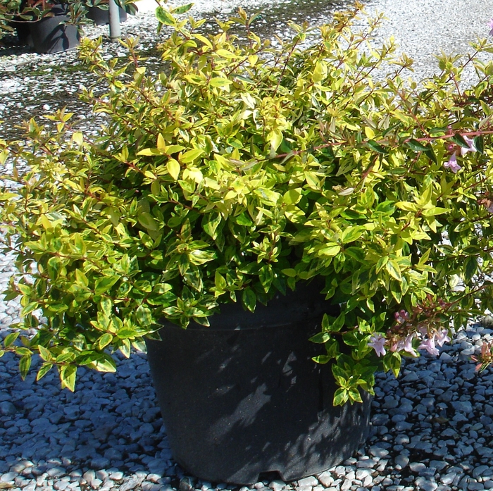 <h4>Abelia overig</h4>