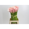 Zantedeschia Eydolls Salmon