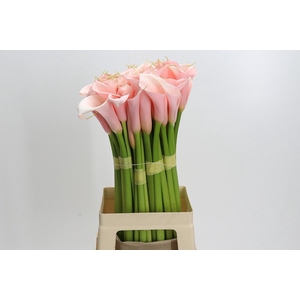 Zantedeschia Eydolls Salmon
