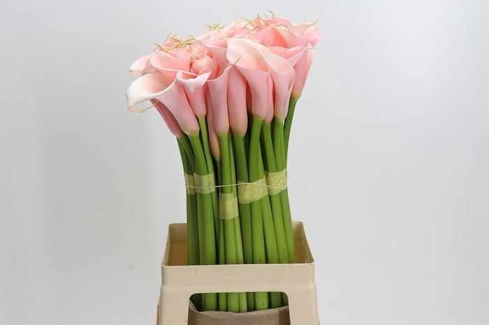 Zantedeschia Eydolls Salmon