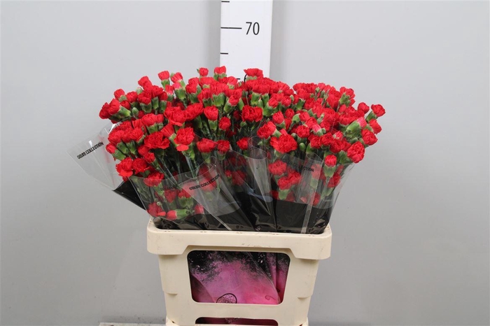 <h4>Di Tr Aragon</h4>