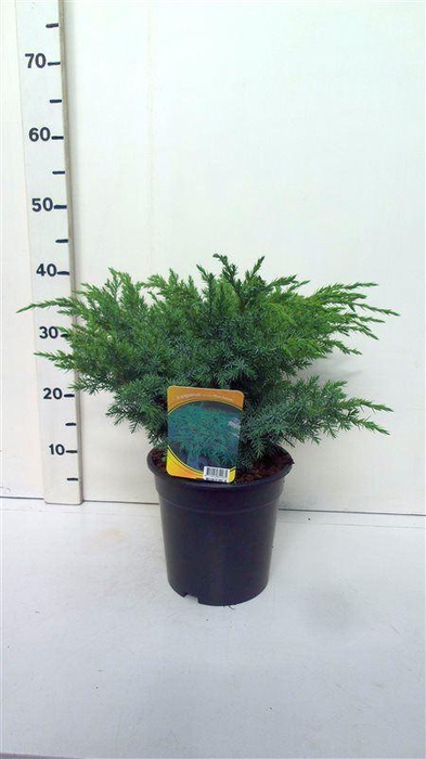 <h4>Juniperus squamata Blue Swede</h4>
