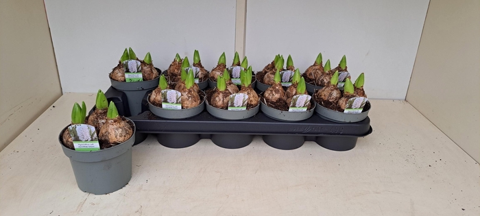 <h4>HYACIN WHITE PEARL</h4>