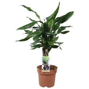 Dracaena Steudneri carroussel