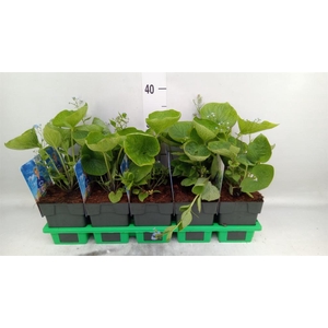 Brunnera macrophylla   ...