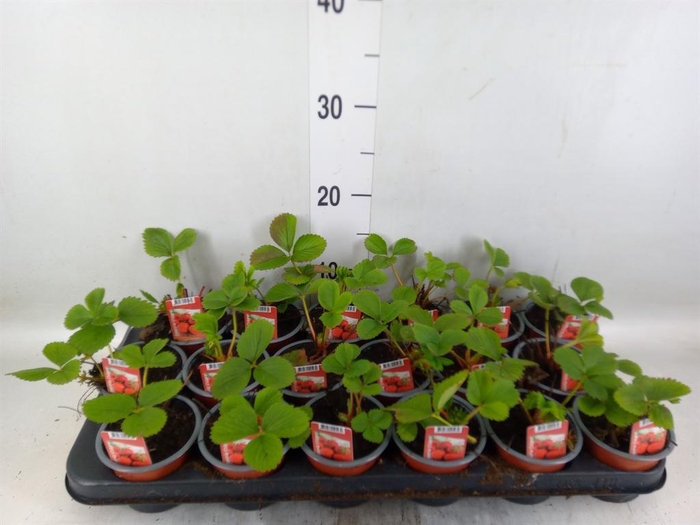 <h4>Fragaria ananassa 'Ostara'</h4>