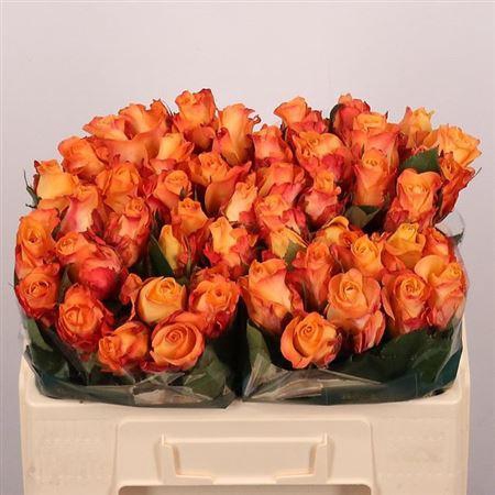 <h4>R Gr Monalisa+</h4>