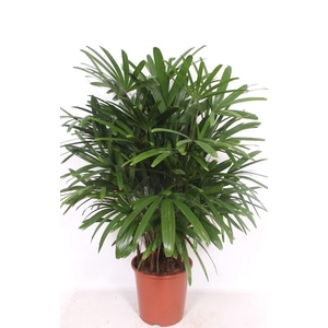 Rhapis excelsa