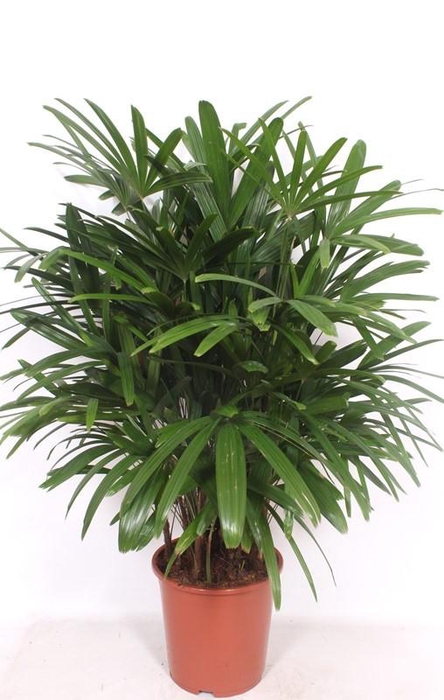 <h4>Rhapis Excelsa</h4>