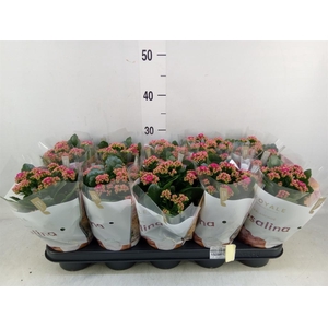 Kalanchoe blos. 'RosDon Victorio'