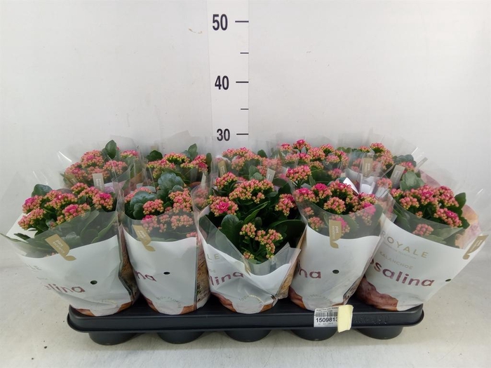 <h4>Kalanchoe blos. 'RosDon Victorio'</h4>